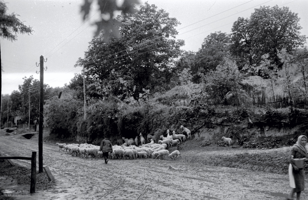 Borjád, 1949. május 16. Kigyullad a villany a Baranya megyei Borjád községben a hároméves terv faluvillamosítási programjának eredményeként