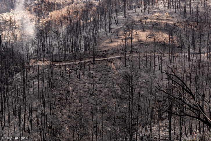 Erdőtűz pusztította erdő a görögországi Evia szigetén 2021. szeptember 7-én