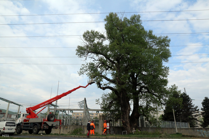 Favágók dolgoznak Miskolc legidősebb, több mint kétszáz éves fájának gallyazásán 2020. április 28-án