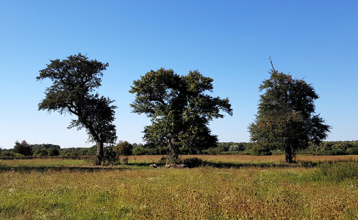 A Lengyeli-legelő Fái