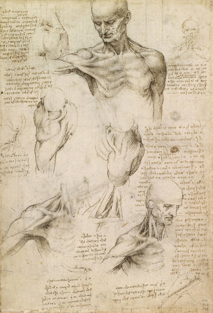 Leonardo legtöbb anatómiai munkájában az emberi test csontvázával és izmaival működik.