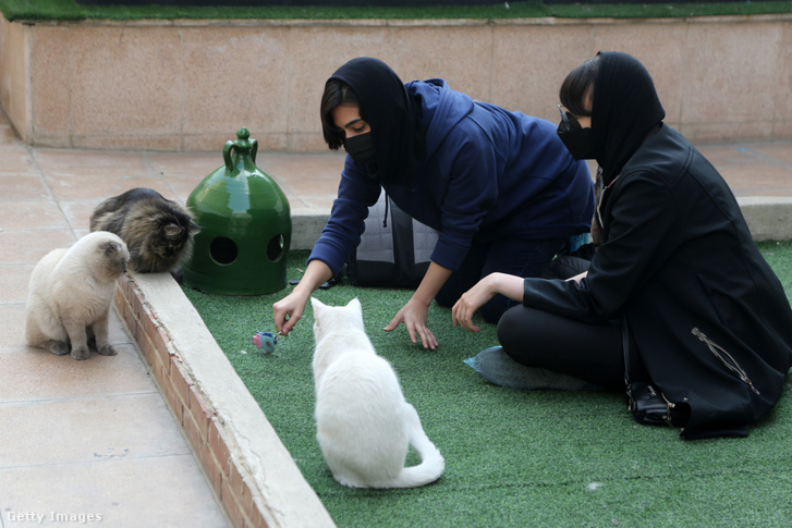 Macskákkal játszanak a teheráni Macska Múzeum és Kávéházban 2022. február 16-án