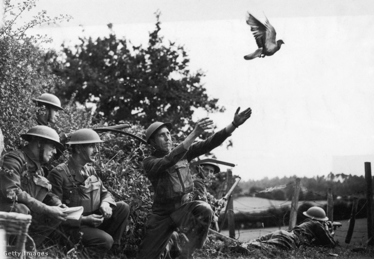 Brit katonák postagalambot képeznek ki 1940. augusztus 15-én