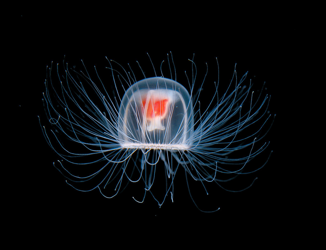 A halhatatlan medúzaként is emlegetett állat mindössze 4,5 milliméter nagyságú – a fotó illusztráció