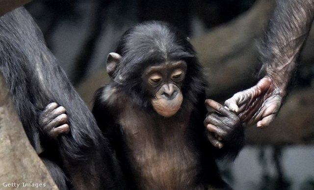 Sok állati rituálé meglepően hasonlatos az emberi szokásokhoz: a csimpánzok például titkos kézfogással üdvözlik egymást