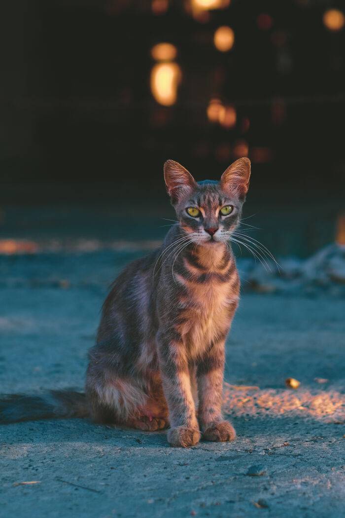A ciprusi Limassolban szinte mindenhol kóbor macskával találkozhat az ember. A fotós, YuKo olyan szép képeken örökítette meg őket, amilyeneken nagyon ritkán látni otthontalan cicát.