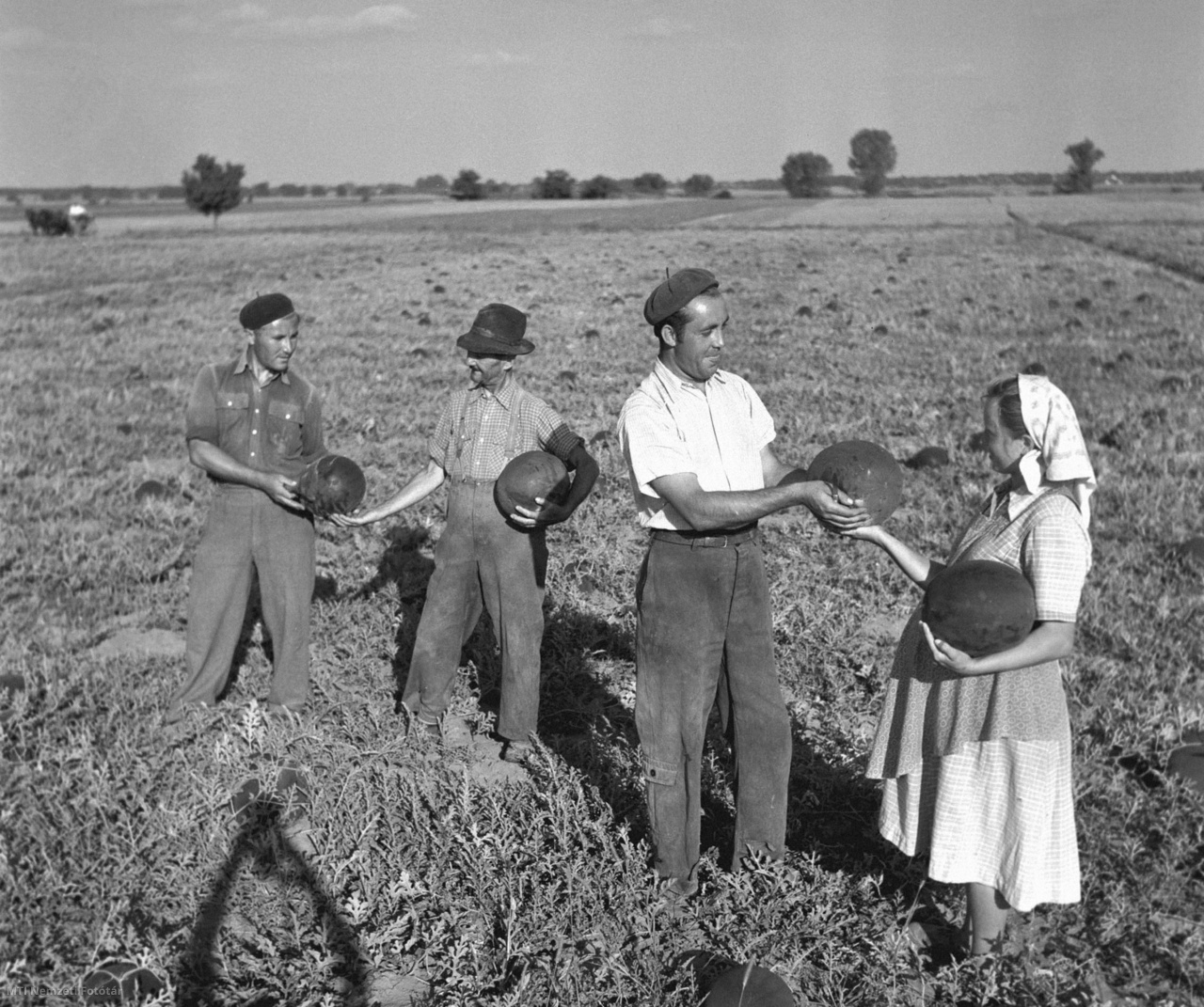 Baja, 1956. augusztus 14. Csuka Mihály dinnyés, Dicendi József dinnyecsősz, Csuka János és felesége, a bajai Micsurin Termelőszövetkezet dolgozói dinnyét szüretelnek 