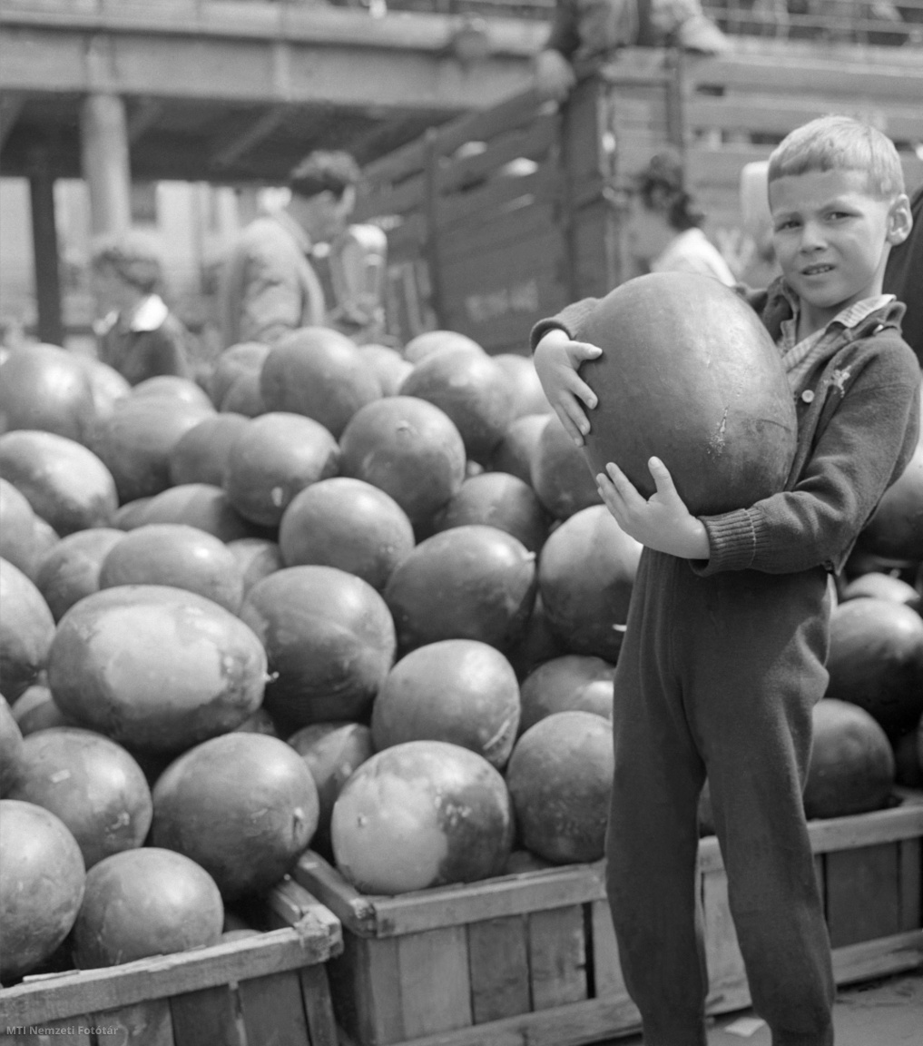 Budapest, 1961. augusztus 18. Egy kisfiú a Fény utcai piac dinnyevásárán. Naponta hetven vagon görögdinnye és öt vagon sárgadinnye érkezik Budapestre, amiből harminc vagon kerül a piacokra
