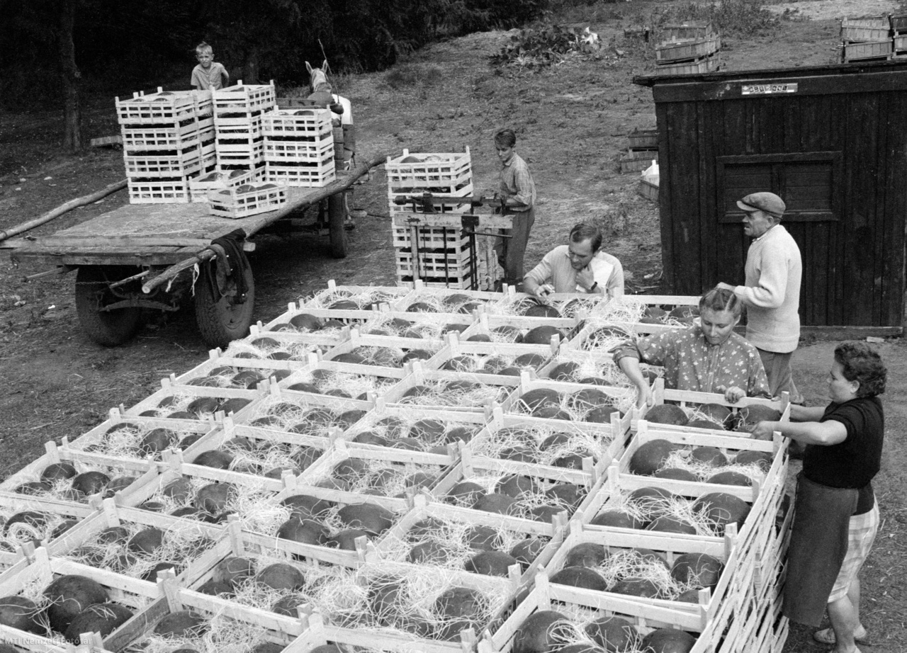 Hatvan, 1965. augusztus 18. Mérik és csomagolják az exportdinnyét a hatvani Lenin Termelőszövetkezetben. Az idei, mintegy hatvan vagon termésből harminc vagonnal exportálnak
