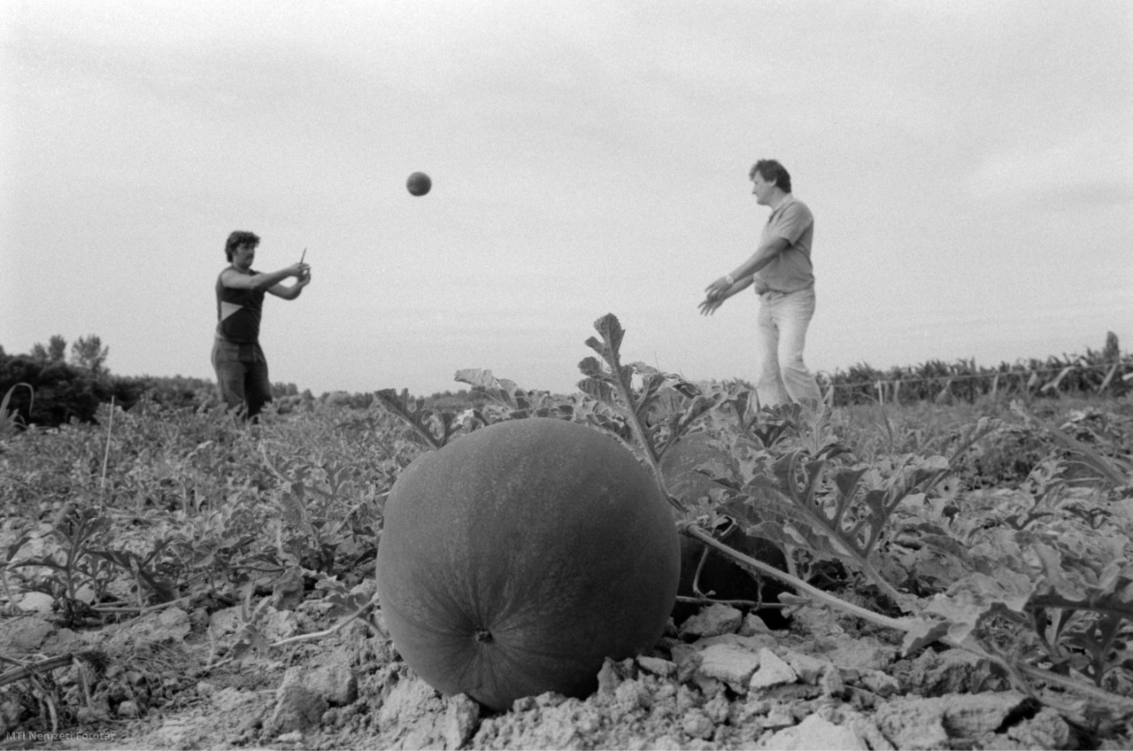 Baranya megye, 1990. július 5. Dinnyét szüretelő munkások Baranya megyében. A felvétel készítésének pontos helyszíne ismeretlen