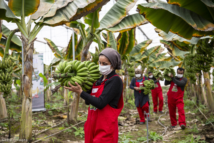 Keményítő az élet - munkásnő zöld banánt szüretel a Vörös Félhold által Törökországba menekült szíriaiaknak szervezett program keretében, 2022. február 22-én