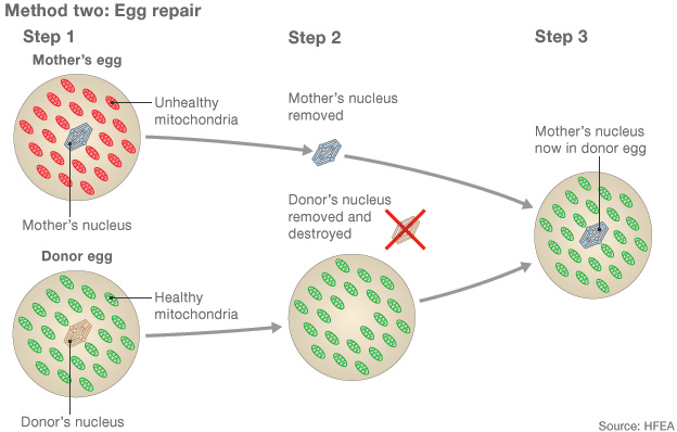 1. Az anyai  mitokondriális DNS hibás (pirossal jelölt). A donorsejtben viszont egészséges. 2. Az anya nukleális DNS-ét megtartják, a donorsejtét viszont elpusztítják. 3. Az anyai nukleáris DNS-ét beültetik a donorsejtbe.