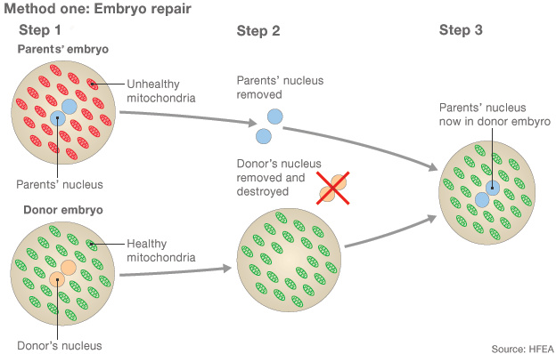 1. A felső emrió mitokondriuma nem egészséges, a donorembrióé viszont igen. 2. A szülőktől származó nukleáris DNS-t megtartják, a donorembrióét eltávolítják és elpusztítják. 3. A szülők nukleáris DNS-ét a donorembrió mitokondriumával egyesítik.