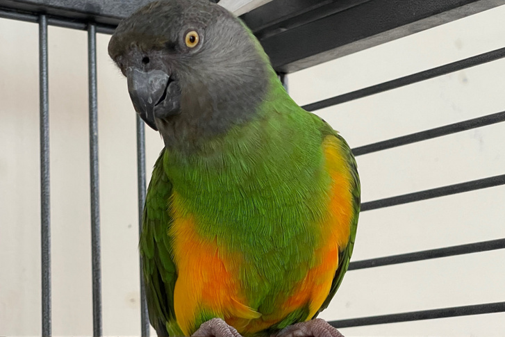 SWNS MISSING PARROT 01