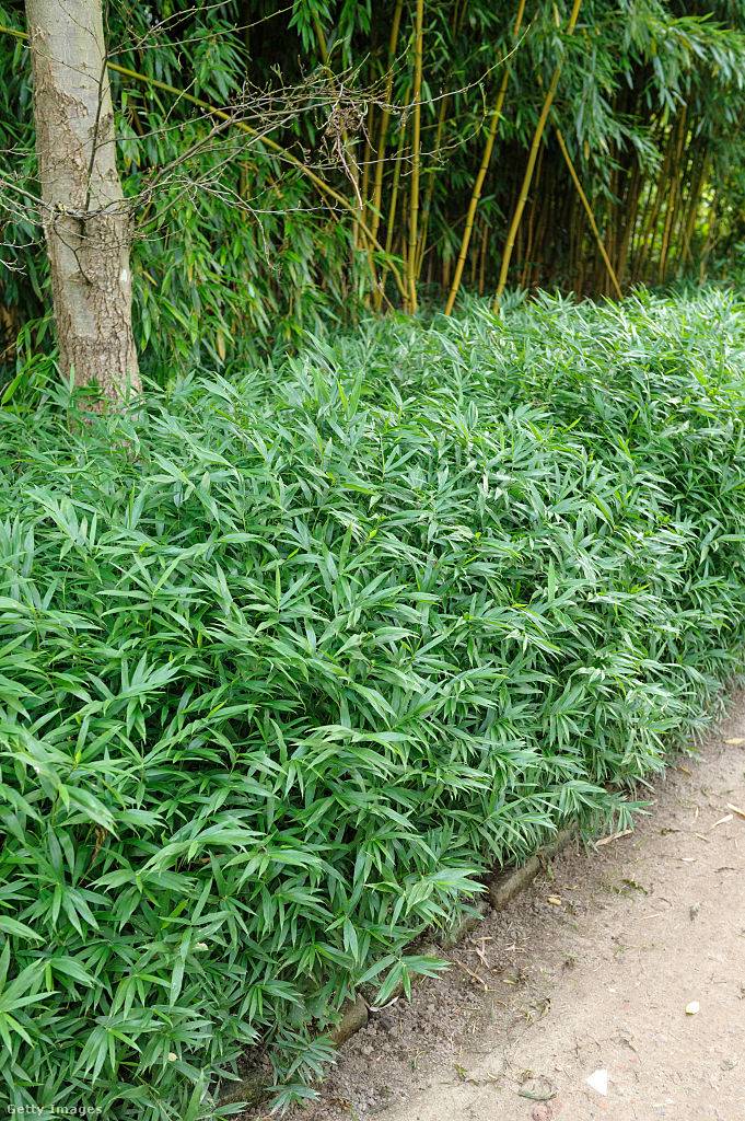 Törpe bambusz