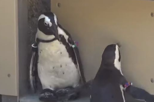 pingvin