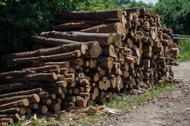 Kivágott fák rönkjei tűzifa aprításához előkészítve Szentgotthárd közelében 2022. július 25-én