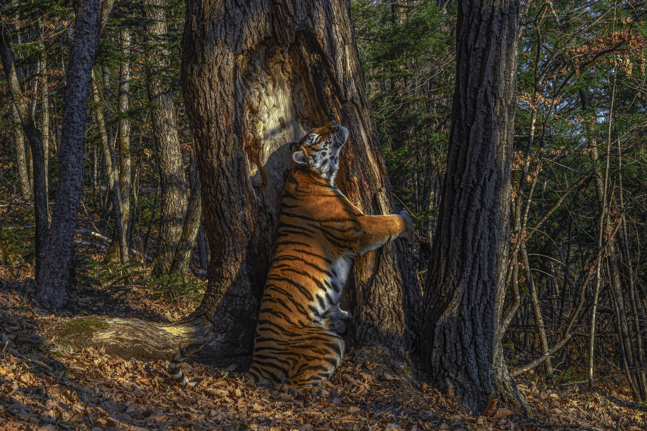 Szibériai tigris dörgölőzik a fához, hogy létfontosságú információkat cseréljen. Ilyen a vadászterritórium kijelölése, a társak utáni vágyakozás. A dörgölődző tigris képe az Év Fotója díjat kapta 2020-ban Londonban a Természettudományi Múzeum pályázatán