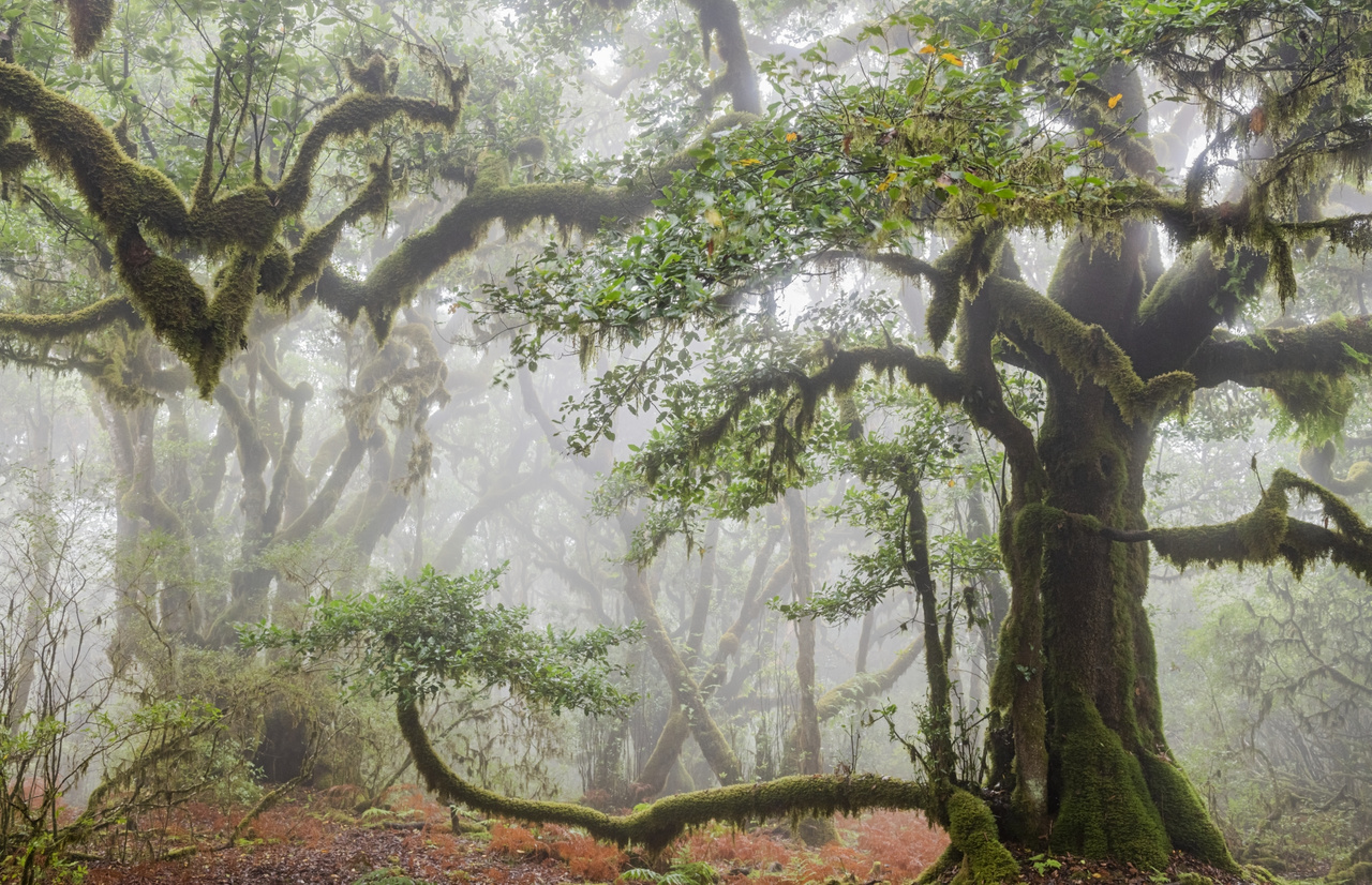 Madeira egy portugál szigetcsoport az Atlanti-óceán északi részén, babérerdeje részben azért került fel az UNESCO világörökségi listájára, mert a fák számos honos fajt támogatnak, köztük több mint 70 növényt és a madeirai babérgalambot is. Körülbelül 300 és 1500 méter közötti magasságban nőnek, és a szigetek felső vonulatait gyakran beborító ködfelhőkben találhatóak, ami létrehozza a mérsékelt égövi felhőerdőket.