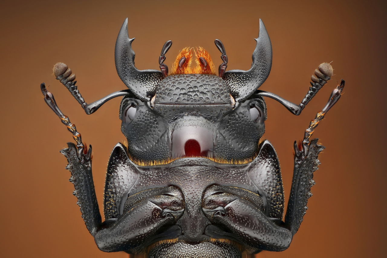 Kis szarvasbogár (Dorcus parallelipipedus) hímjének feje alulnézetben
