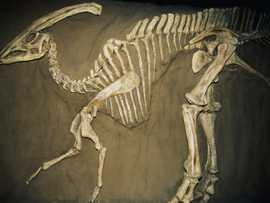 Élő dinoszauruszt találhattak egy vasúti alagút építése közben
