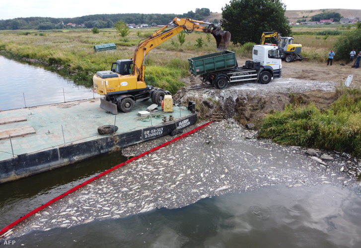 Elpusztult halakat emelnek ki lengyel tűzoltók az Odera folyóból 2022. augusztus 15-én