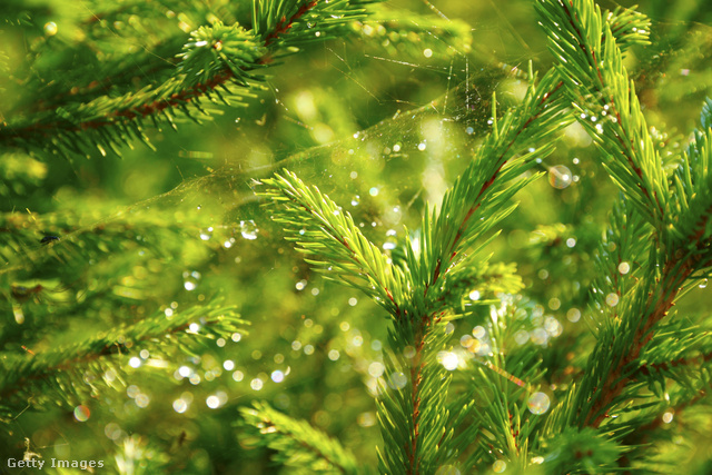 Kedves karácsonyi legenda miatt díszítik a fát pókhálóval