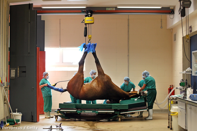 Sebészeti beavatkozás egy beteg lovon