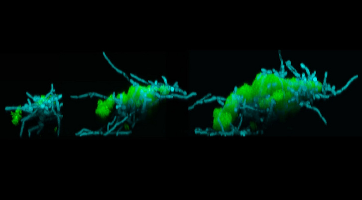A baktériumokból (zöld) és gombákból (kék) álló szuperorganizmus hihetetlen sebességgel hódítja meg környezetét