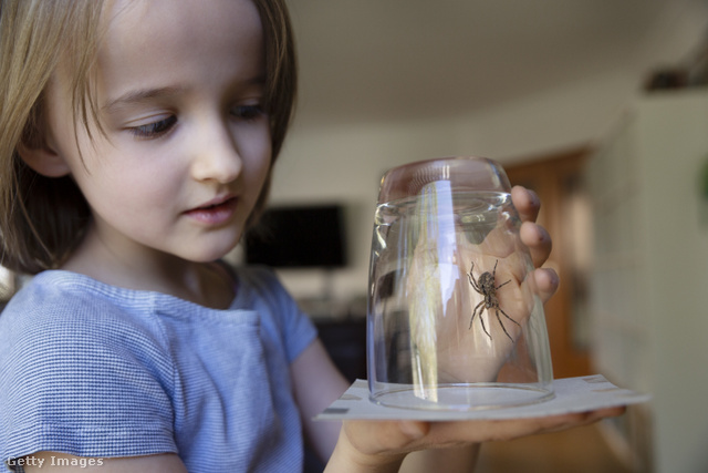 A pókok, rovarok érdekesek is lehetnek a gyerekek számára
