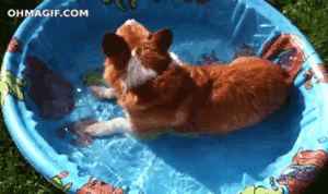 cute-dog-loves-playing-in-the-water.gif