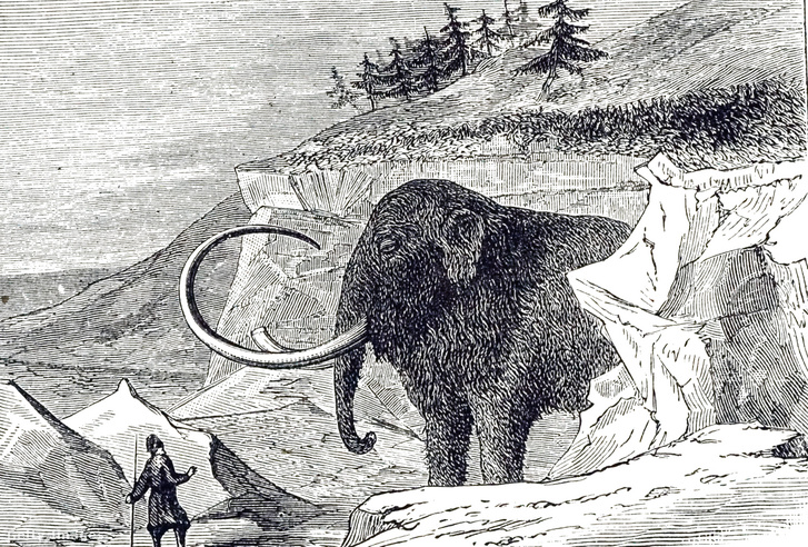 Korabeli rajz az 1799-ben Szibériában talált jégbe fagyott mamutról