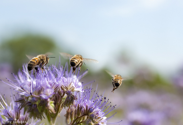 A méhek társas rovarok, közösen építik életterüket is