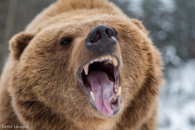 Összesen 12 nyarat töltött grizzlyk filmezésével. A 13., őszi alkalommal szörnyű halált lelt egy medve mancsai között