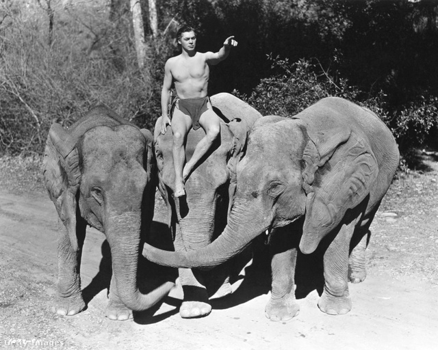 Tarzan elefántháton