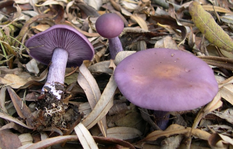 Hogy nevezik a képen szereplő, lila színű gombát?
