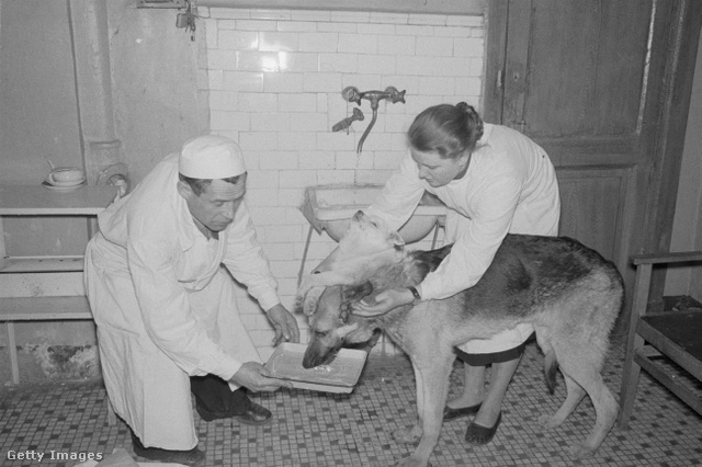 Gyemihov munkatársai az egyik kétfejű kutyát etetik