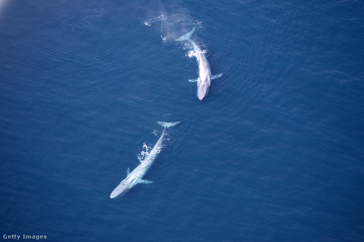 Kék bálnák