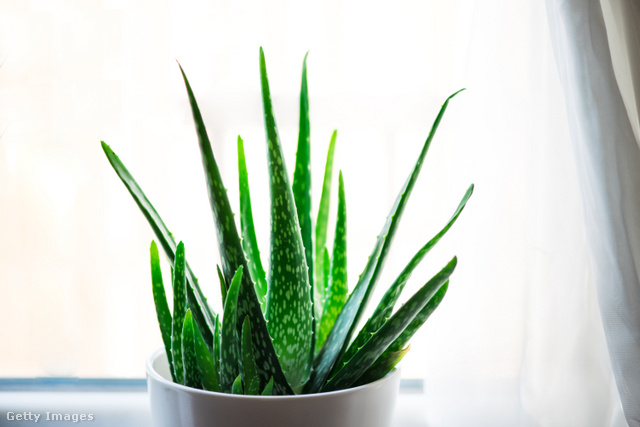 Az Aloe vera nemcsak sebet gyógyít, levegőt is tisztít