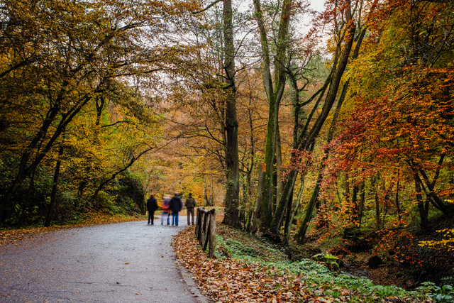 A közeli erdők is számos élményt kínálnak a Visegrádra látogatóknak