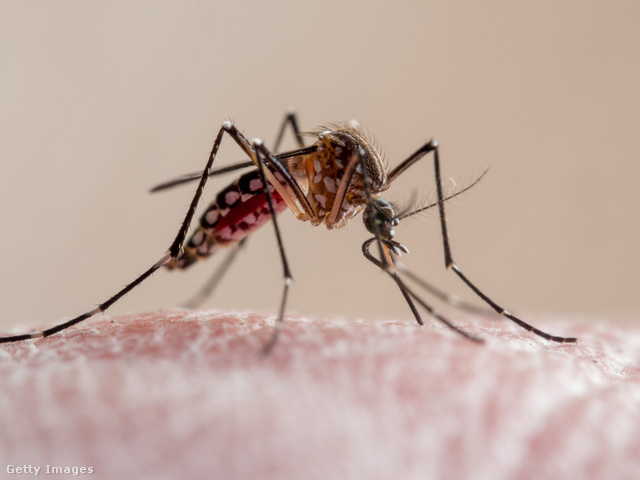 A szúnyogok többféle parazitával is fertőzhetnek