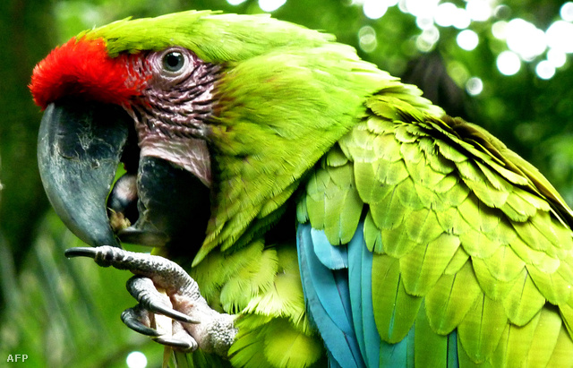 A Costa Rica-i állatkert egyik papagája