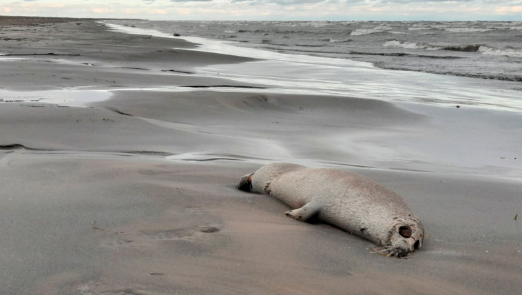 Több ezer elpusztult fókát mosott partra a víz Oroszországnál