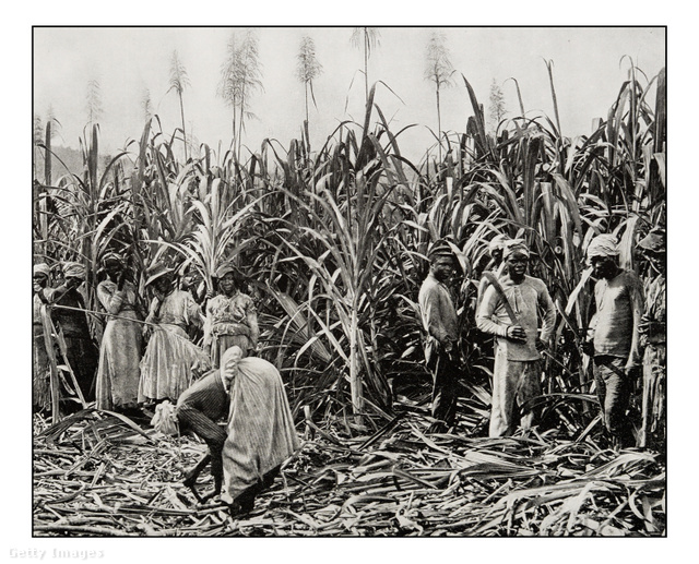 Ültetvényen dolgozó rabszolgák Jamaicában a 19. század első felében