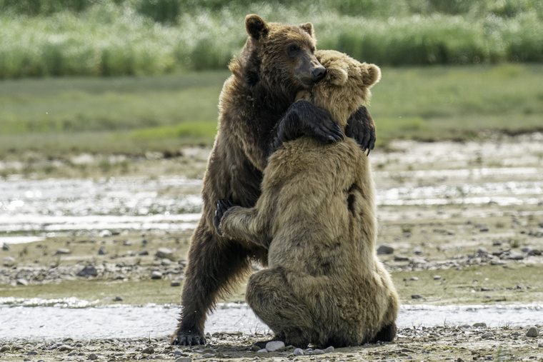 h MDRUM Big Bear Hug-2 (1)
