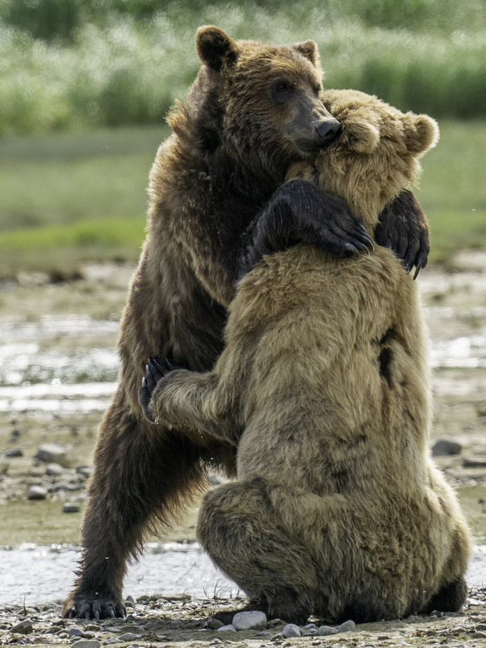 Ölelkezve bújt egymáshoz a medve testvérpár miután újra egymásra találtak