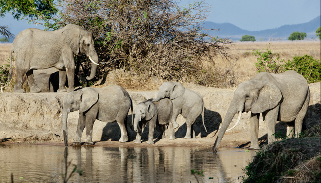 Afrikai elefántok az utazáson