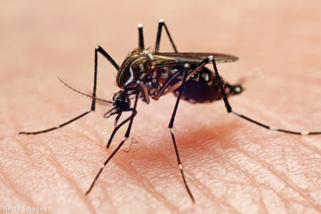 A legtöbb halálesetet a szúnyogok által terjesztett betegségek okozzák
