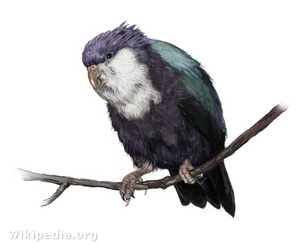 Kedves kis papagáj, „Jöttem, láttam, győztem” névvel