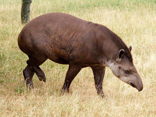 Ez egy nagy tapír, képünk csak illusztráció.